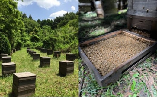 [№5226-1064]はちみつ 山口県 萩市産 百花蜜 1kg×4本 ハチミツ 蜂蜜