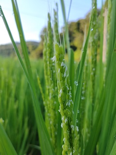 [№5226-0422]【6ヶ月定期便】自然栽培米『朝日』 玄米 10kg