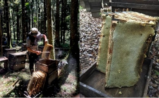 [№5226-1061]はちみつ 山口県 萩市産 百花蜜 600g×2本 ハチミツ 蜂蜜